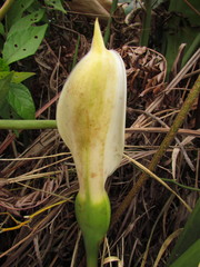 Philodendron renauxii