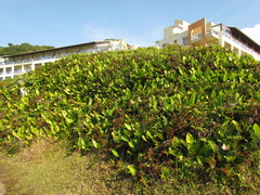 Philodendron renauxii