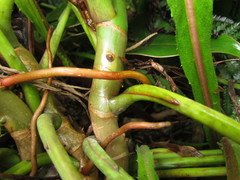 Philodendron roseopetiolatum