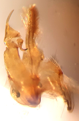 Bryotropha domestica