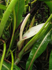 Philodendron roseopetiolatum