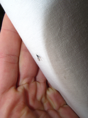 Acyrthosiphon kondoi