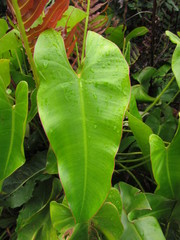 Philodendron roseopetiolatum