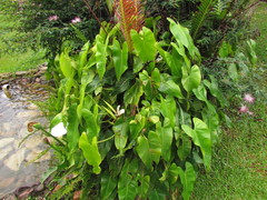 Philodendron roseopetiolatum