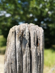 Cicadetta mediterranea