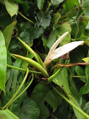Philodendron roseopetiolatum