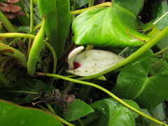Philodendron roseopetiolatum