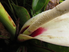 Philodendron roseopetiolatum