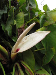 Philodendron roseopetiolatum