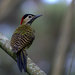 Green-barred Woodpecker - Photo (c) Dario Sanches, some rights reserved (CC BY-SA)