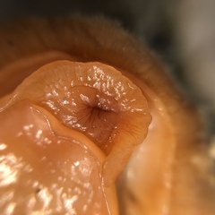 Acanthochitona defilippii