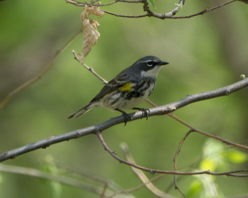 Yellow-rumped Warbler photographed in Iowa