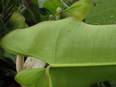 Philodendron roseopetiolatum