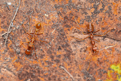 Myrmaplata plataleoides