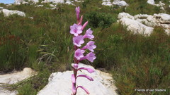 Watsonia knysnana