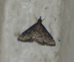 Steniodes declivalis