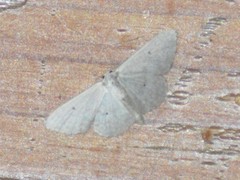 Scopula benitaria
