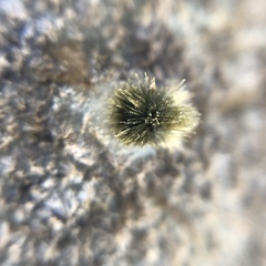 Acanthochitona defilippii