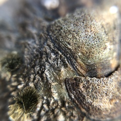 Acanthochitona defilippii