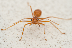 Oecophylla smaragdina