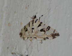 Conchylodes salamisalis