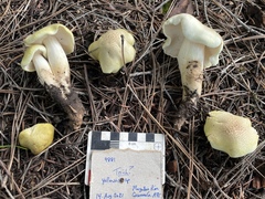 Tricholoma intermedium