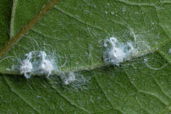 Ricania speculum
