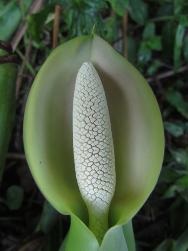 Syngonium podophyllum