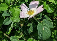 Rosa caesia