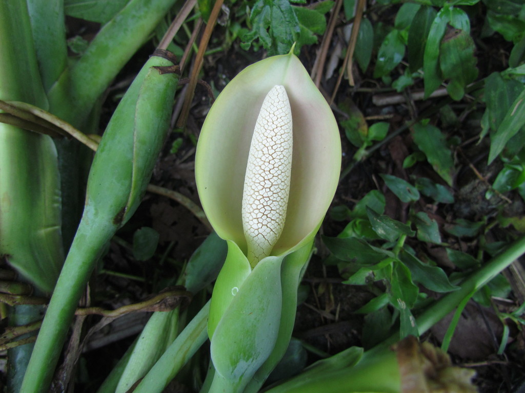 Syngonium podophyllum foliage detail