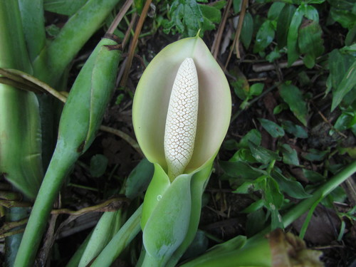 Syngonium podophyllum