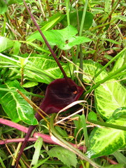 Typhonium roxburghii