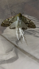 Phenacinae