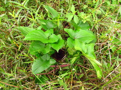 Typhonium roxburghii