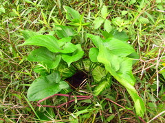 Typhonium roxburghii