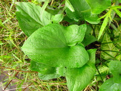 Typhonium roxburghii