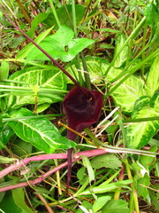 Typhonium roxburghii