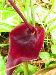 Typhonium roxburghii