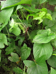 Typhonium roxburghii