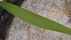 Watsonia knysnana