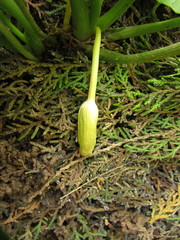 Typhonium roxburghii