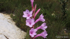Watsonia knysnana