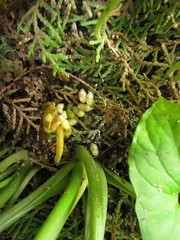 Typhonium roxburghii