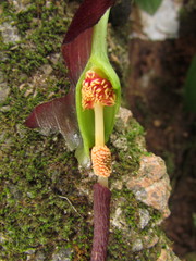 Typhonium roxburghii