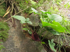 Typhonium roxburghii