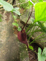 Typhonium roxburghii