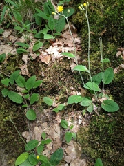 Hieracium onosmoides