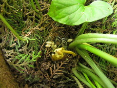 Typhonium roxburghii