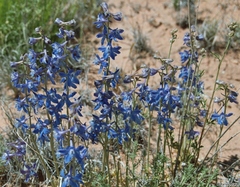 Delphinium scaposum