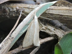 Scirpophaga incertulas